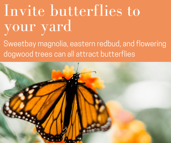 Invite butterflies to your Charlotte, NC yard with sweetbay magnolias or eastern redbuds.