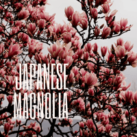 Japanese Magnolia