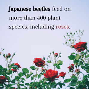 Japanese beetles feed on more than 400 plant species, including roses.