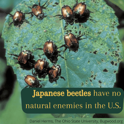 Japanese beetles have no natural enemies in the U.S.