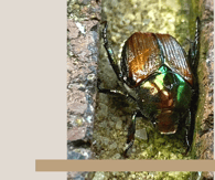 Japanese Beetle