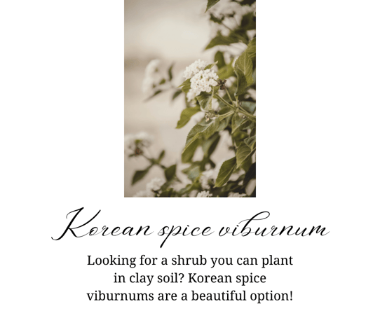 Korean viburnums can be planted in clay soil in Charlotte, NC