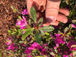 Azalea Shrub 