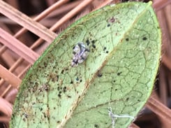 Lace Bugs On Azaleas 