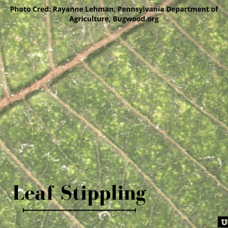 Leaf stippling caused by spider mites