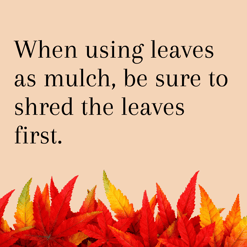 Leaves as mulch 2
