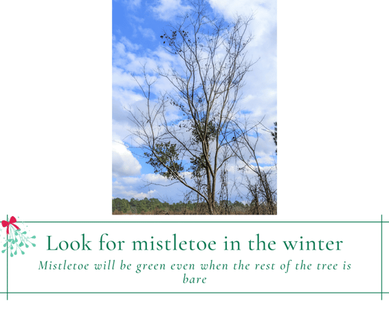 Look for Mistletoe in the Winter