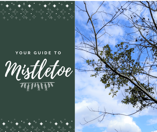 your guide to mistletoe