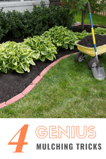 bushes surrounded with mulch 