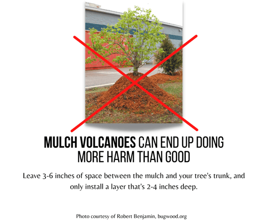 mulch volcanoes can do more harm than good
