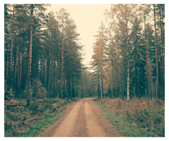 a dirt road surrounded by pine trees