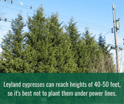 a row of leyland cypress trees under power lines