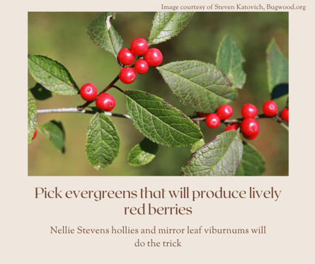 pick evergreens that will produce lively red berries