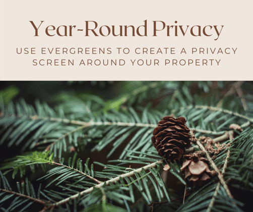 use evergreens to create a privacy screen around your Charlotte, NC property