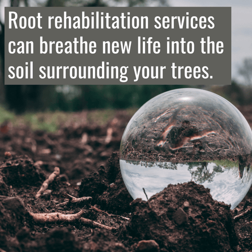 Root rehabilitation can breathe new life into the soil surrounding your trees in Concord, NC