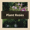 Rose planting graphic