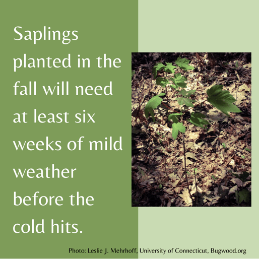 Saplings need 6 weeks of mild weather