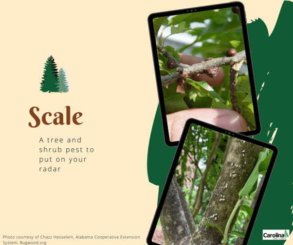 Scales are an insect you should put on your radar in Concord, NC