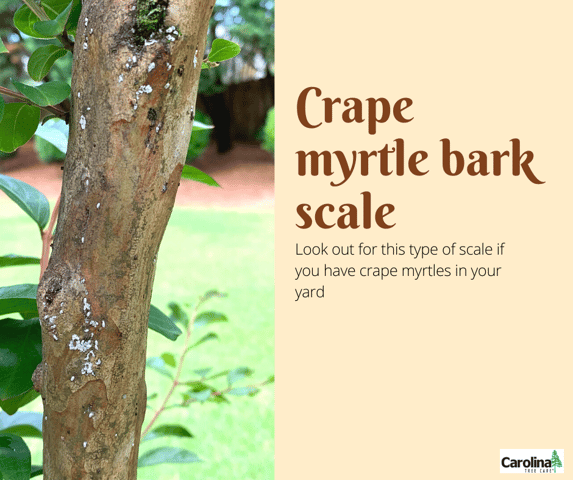 Look out for crape myrtle bark scale in Concord, NC