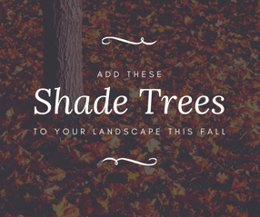 5 shade trees to add to your Concord, NC yard