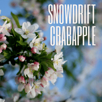 Snowdrift crabapple