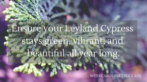 green Leyland Cypress needles