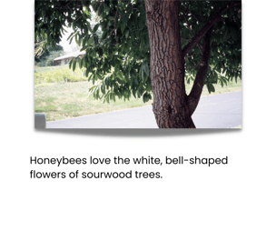 Honeybees love sourwood trees