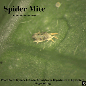 Spider Mite
