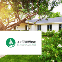 a front yard with a healthy tree and bush