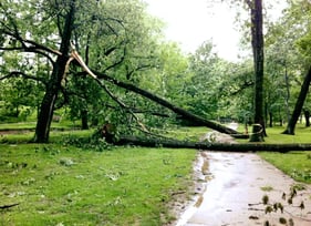 Storm Damaged Tree