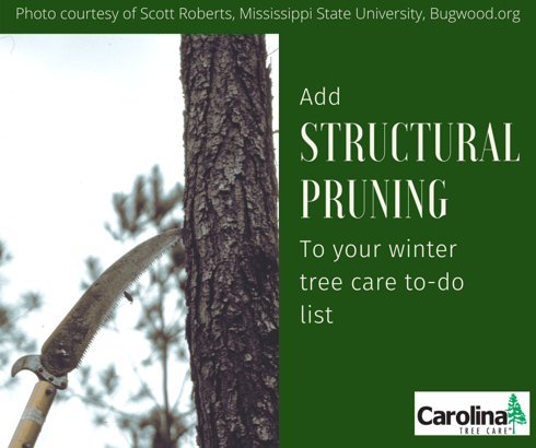 Add structural pruning to your winter tree care to-do list