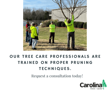 Carolina Tree Care pros are trained on proper pruning techniques
