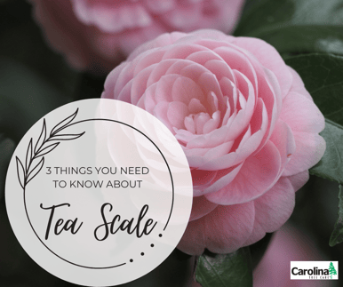 3 things you need to know about tea scale