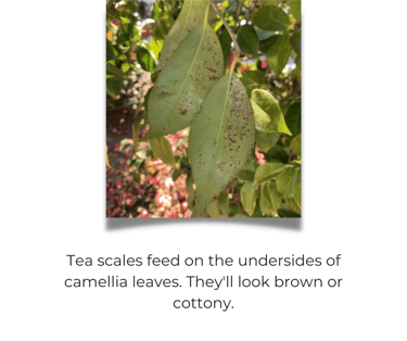 Tea scales feed on the undersides of camellia leaves