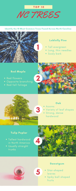 Top NC Trees_1