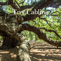 Tree Cabling