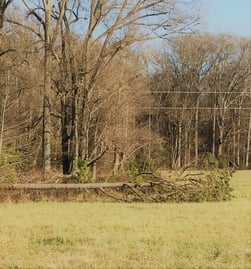 Tree Fallen 2-1