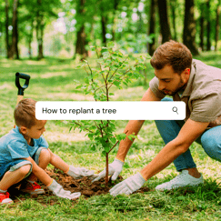 Tree Replanting