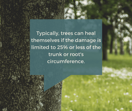 Trees can heal themselves if the damage is limited to 25% or less