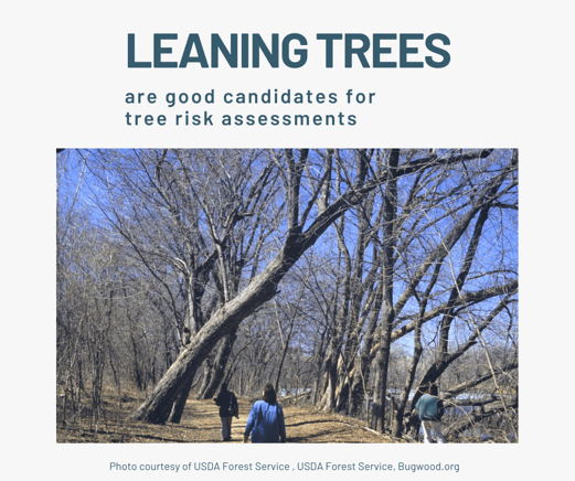 Leaning trees are good candidates for tree risk assessments