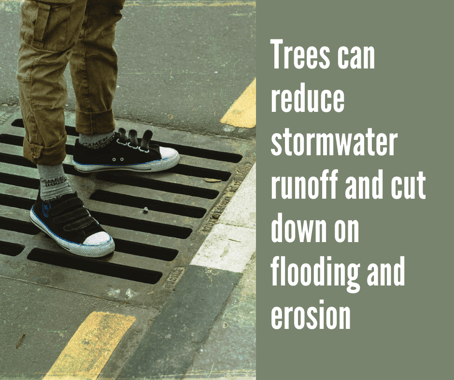 Trees can reduce stormwater runoff in Concord, NC