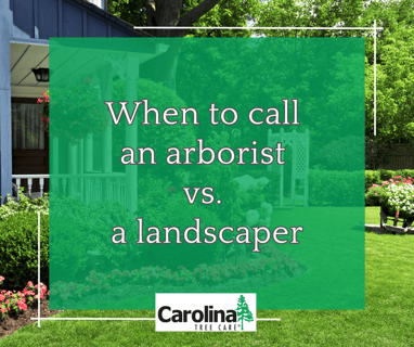 When to call an arborist vs. a landscaper