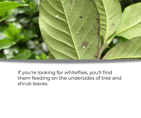 Whiteflies feed on the undersides of leaves