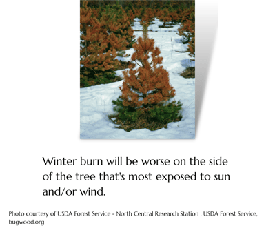 Winter burn will be worse on the side of the tree that's most exposed to sun and/or wind