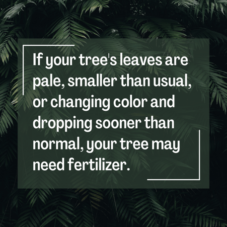 Leaves that are smaller than usual may be a sign that your tree needs fertilizer.