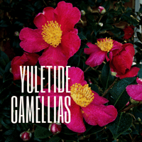 Yuletide Camellias