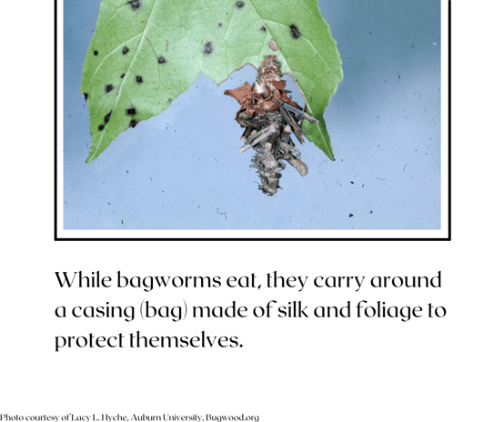 bagworms carry around a casing (bag) to protect themselves as they feed