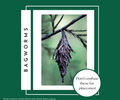 don't confuse pinecones with bagworms