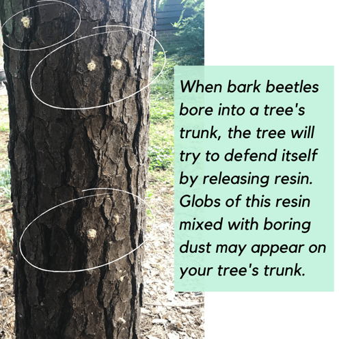 If your trees have bark beetles, you may see globs of resin on the trunk