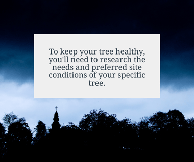 Research the needs and preferred site conditions of your specific tree